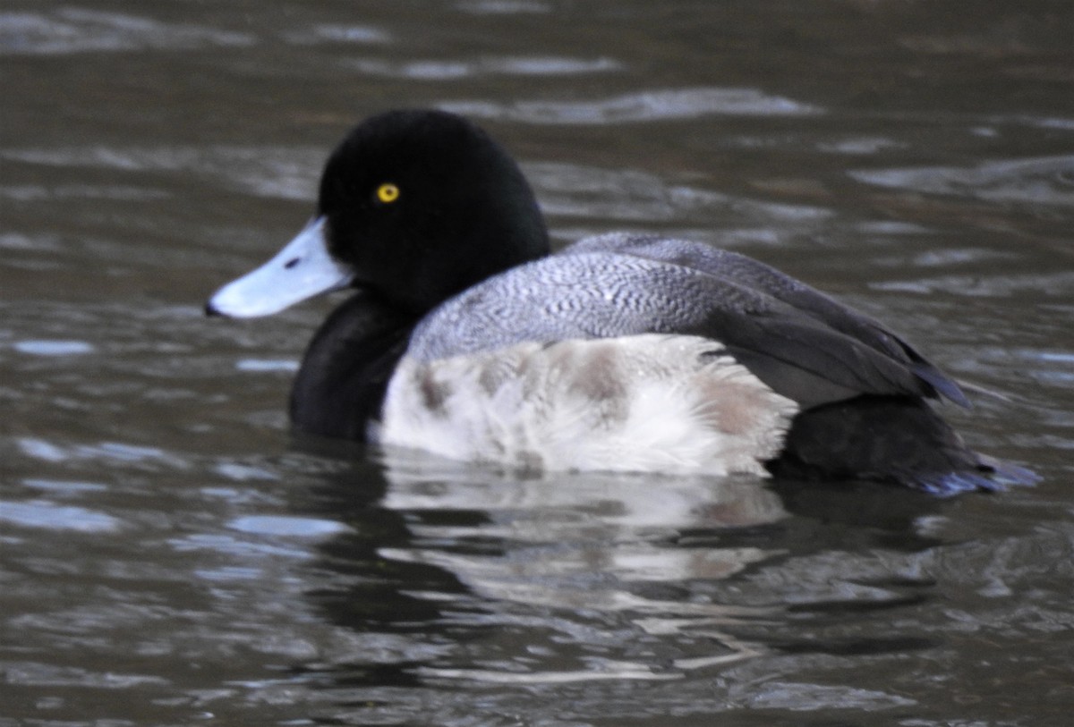 Greater Scaup - ML145509141