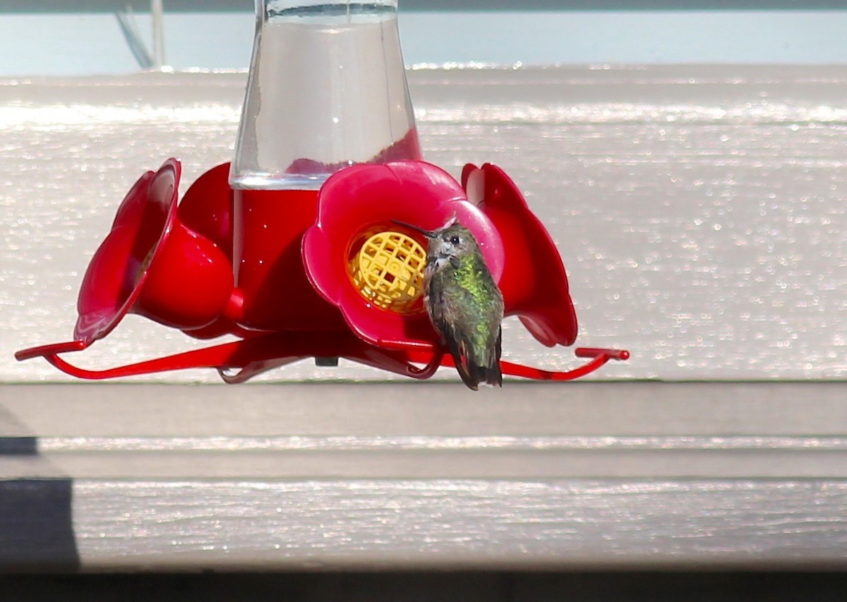 Calliope Hummingbird - Jamie Adams