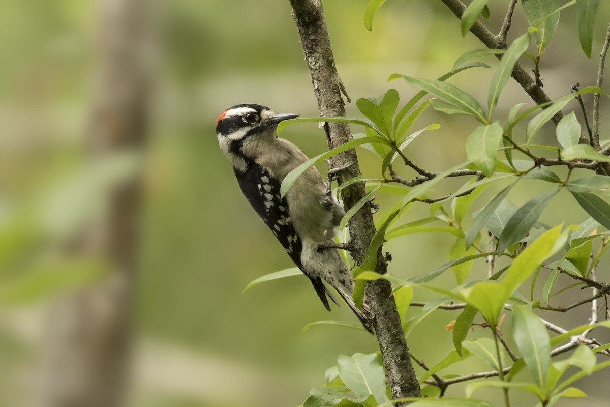 Downy Woodpecker - Peter Hawrylyshyn