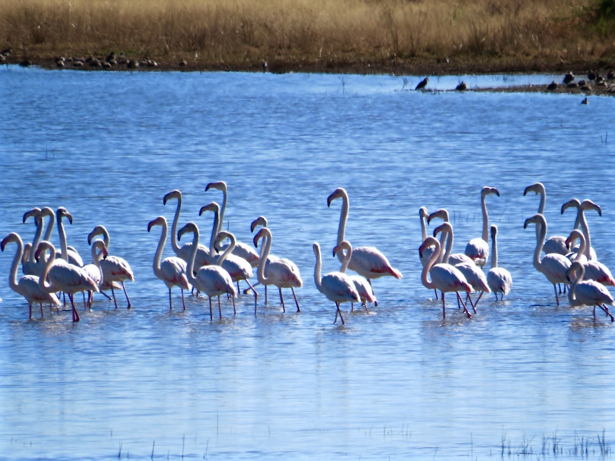 Greater Flamingo - Kenneth Weaver