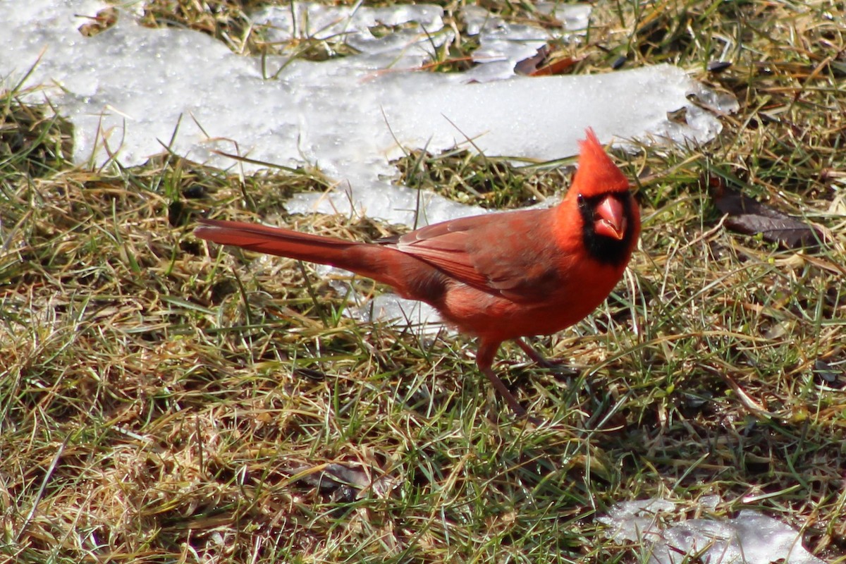 Northern Cardinal - John Roosenberg