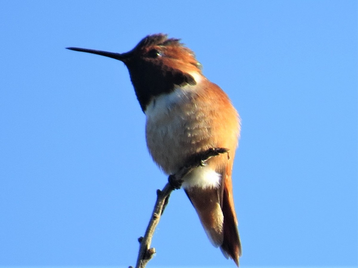 Rufous Hummingbird - Maggie Smith