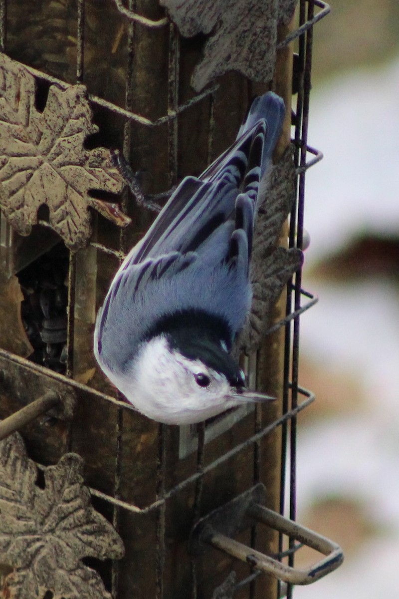White-breasted Nuthatch - ML145517201