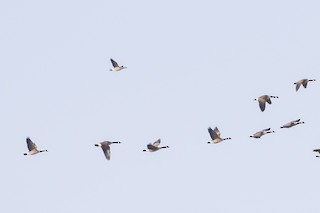 Cackling Goose, ML145522021