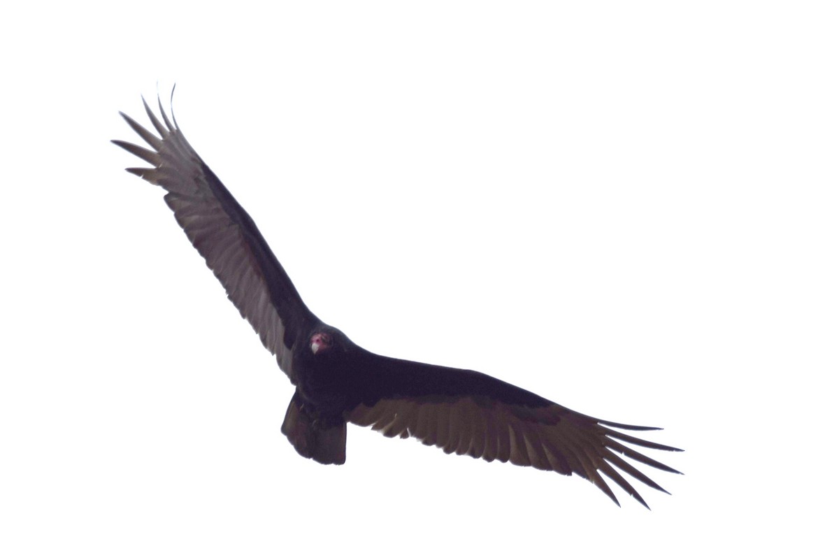 Turkey Vulture - ML145522041