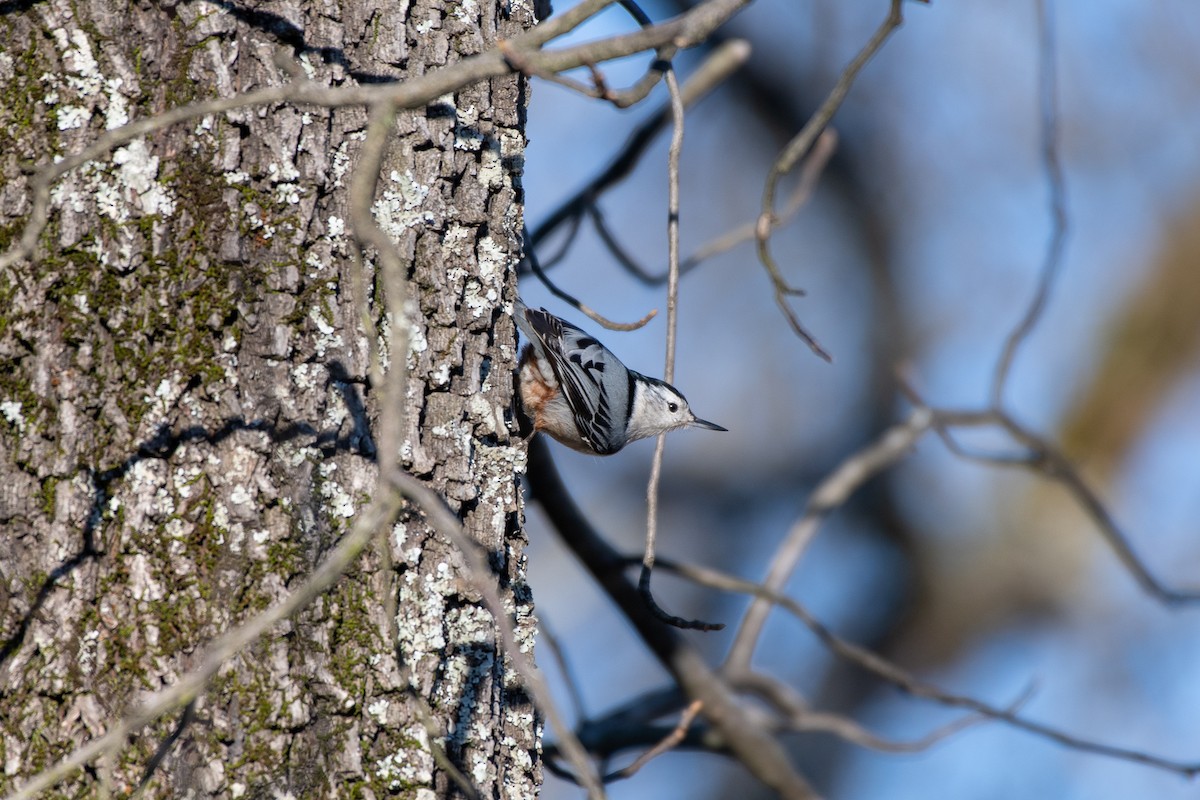 White-breasted Nuthatch - ML145524261