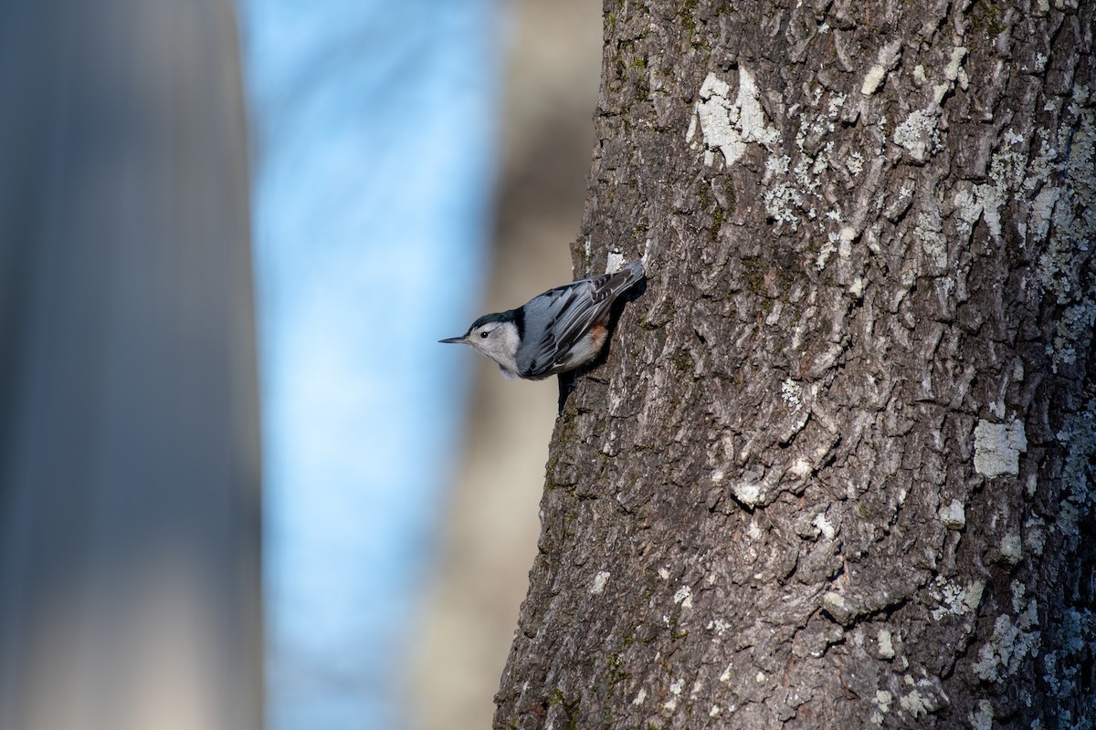 White-breasted Nuthatch - ML145524271
