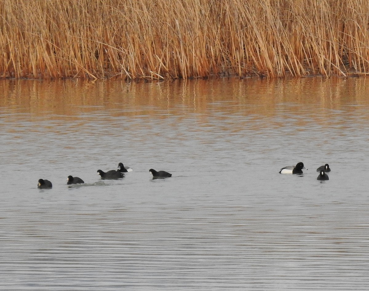 Greater Scaup - ML145524511
