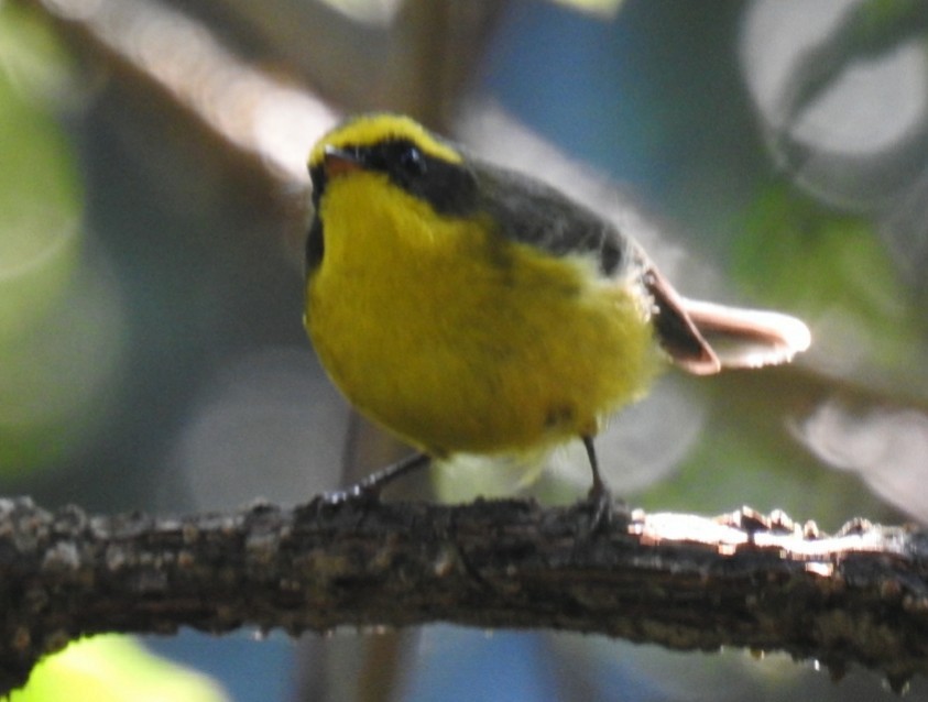 Yellow-bellied Fairy-Fantail - ML145529451