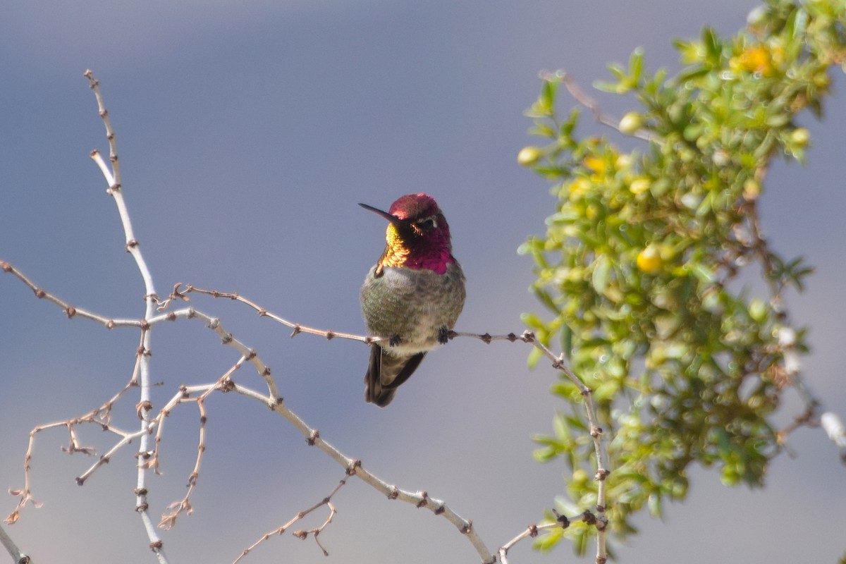 Anna's Hummingbird - ML145530311