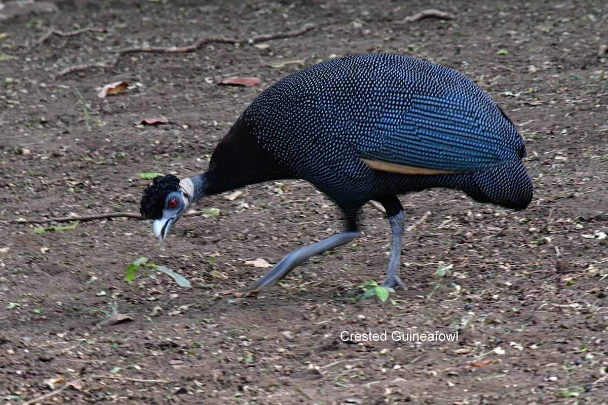 Southern Crested Guineafowl - Adrian Douglas