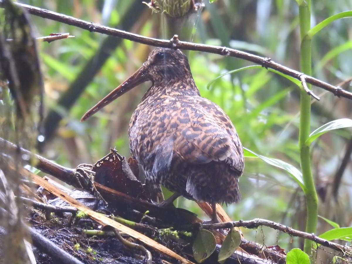 Imperial Snipe - Timothy Guida