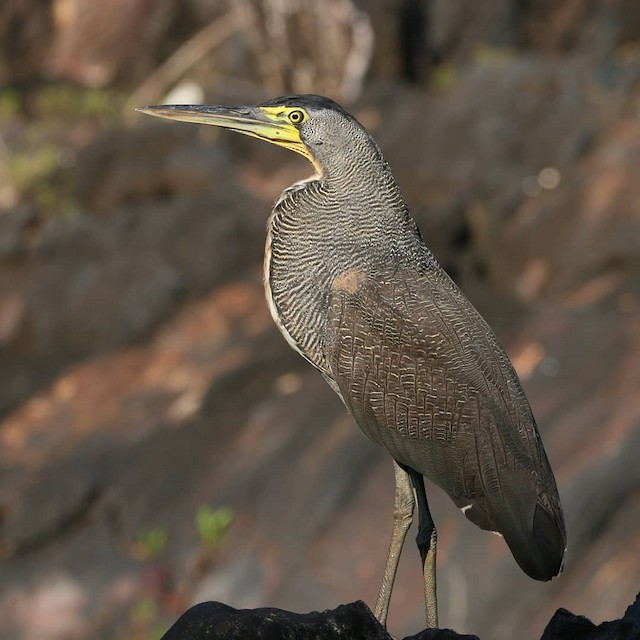 Bare Throated Tiger Heron Ebird