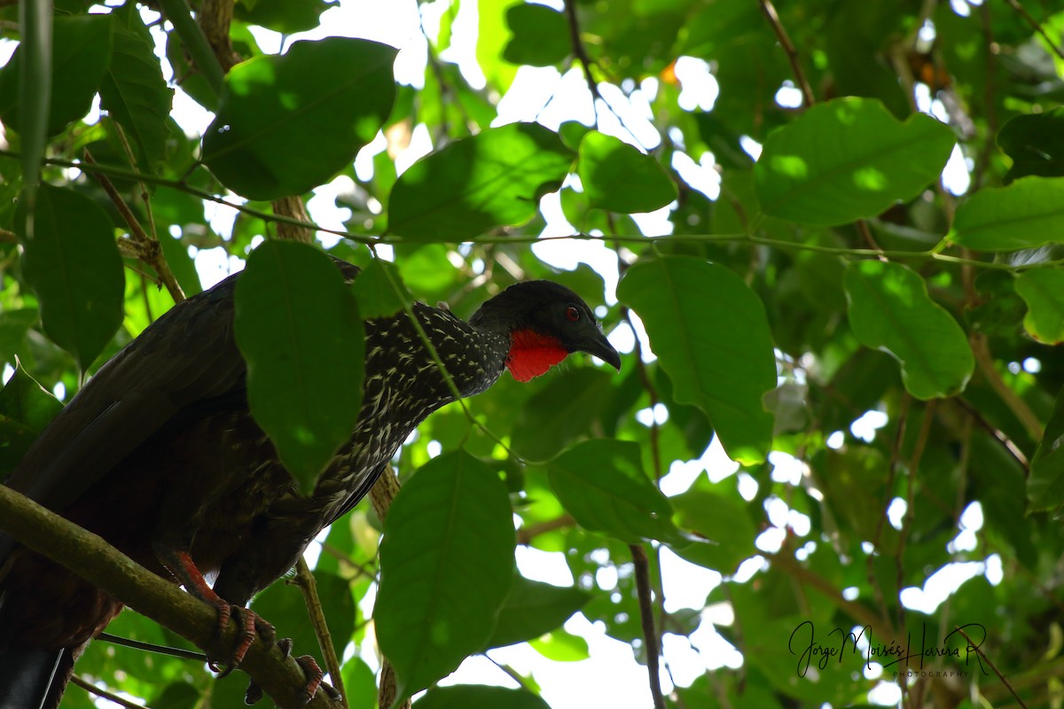 Crested Guan - ML145534151