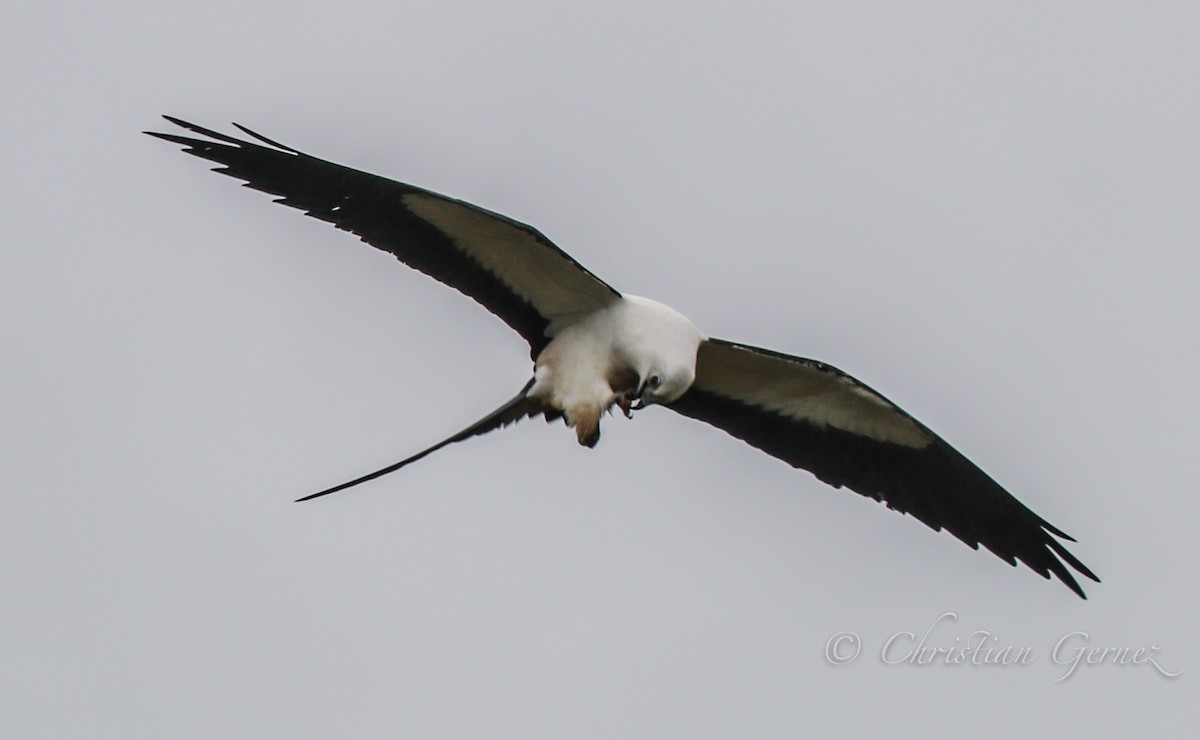 Swallow-tailed Kite - christian Gernez