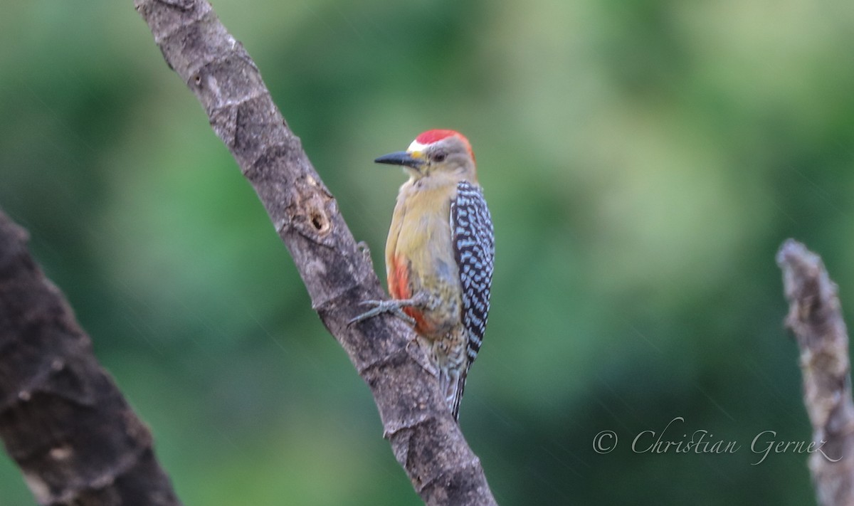 Red-crowned Woodpecker - christian Gernez