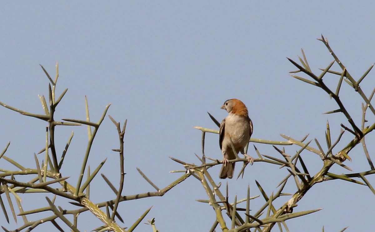 Speckle-fronted Weaver - ML145537371