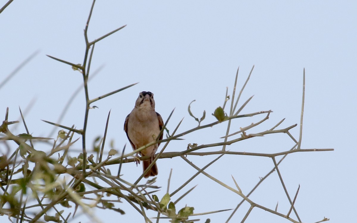 Speckle-fronted Weaver - ML145537671