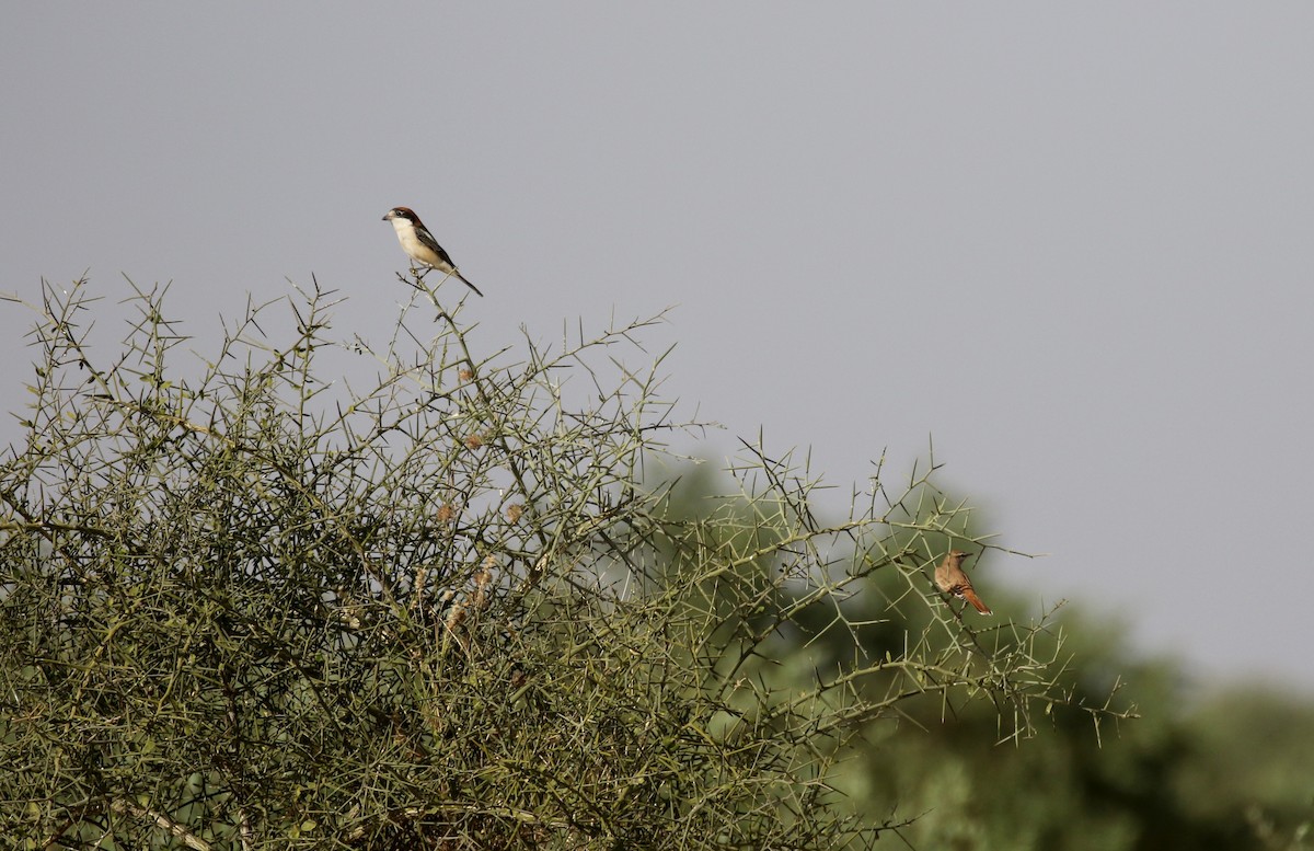 Woodchat Shrike (Western) - Jay McGowan