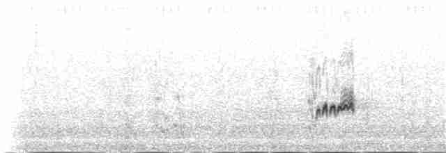 hekkskvett (galactotes gr.) - ML145538591