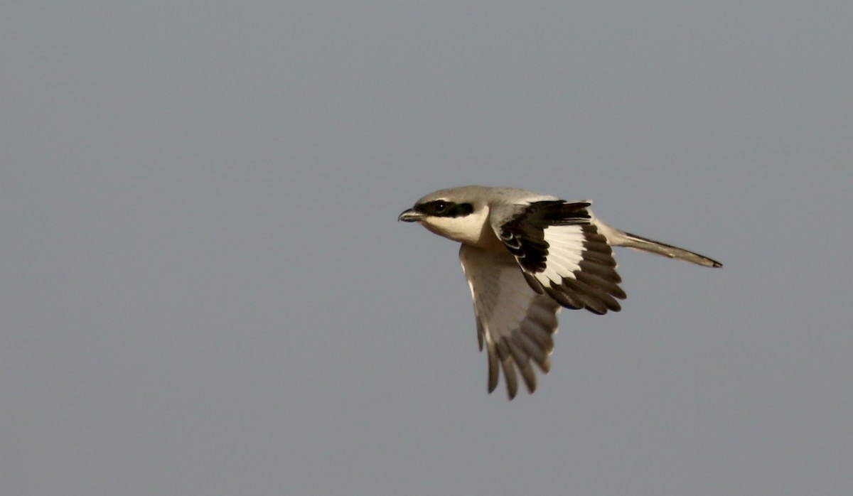 Great Gray Shrike (Sahara) - ML145540911