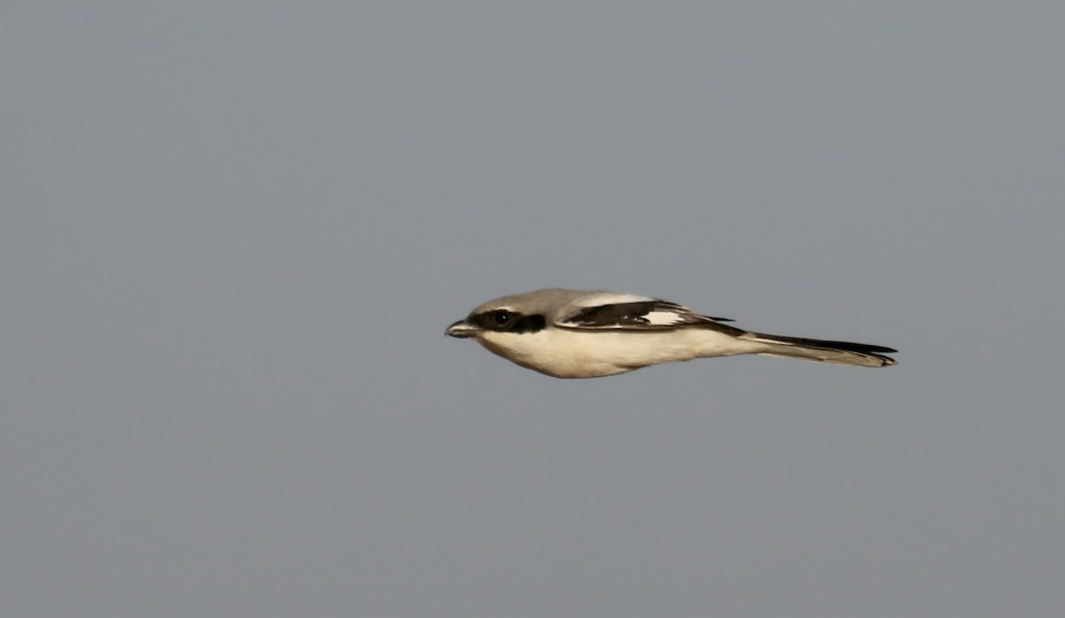 Great Gray Shrike (Sahara) - ML145540931