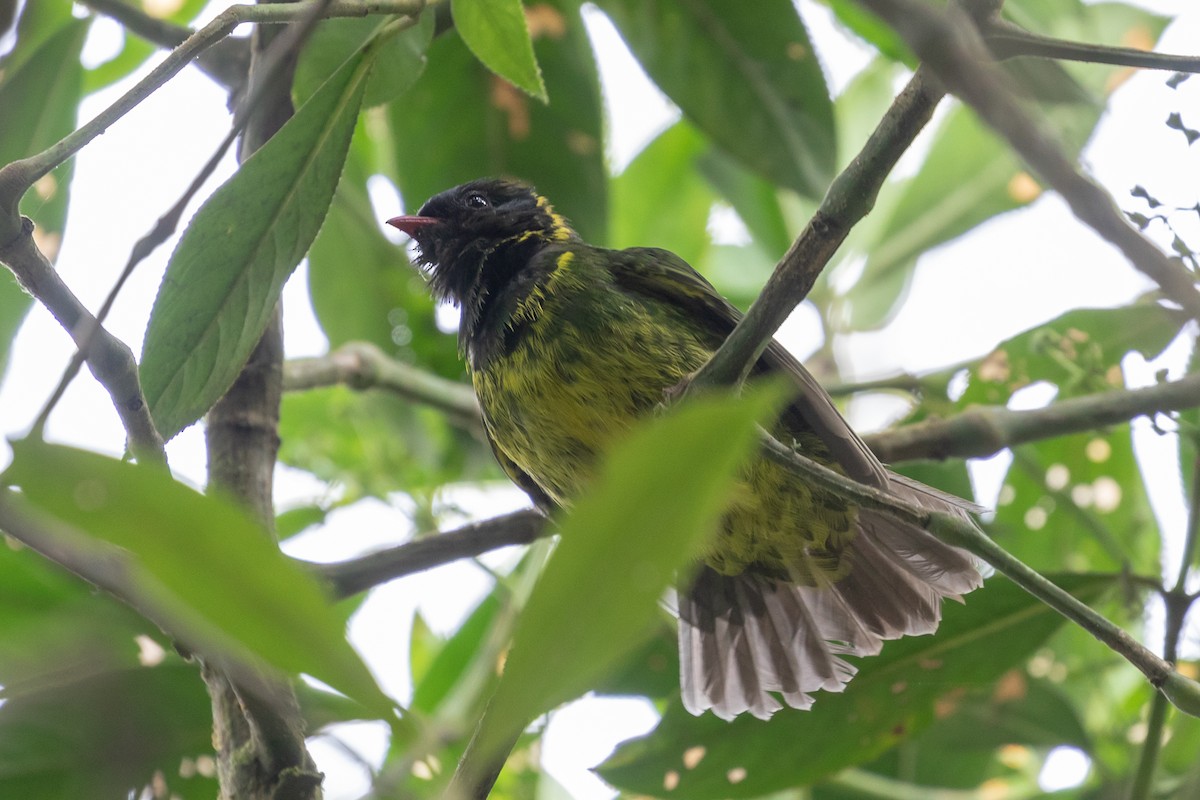 Green-and-black Fruiteater - ML145541891