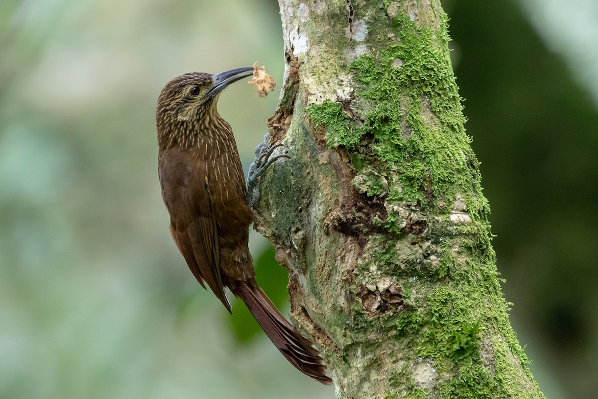 Strong-billed Woodcreeper - ML145541971