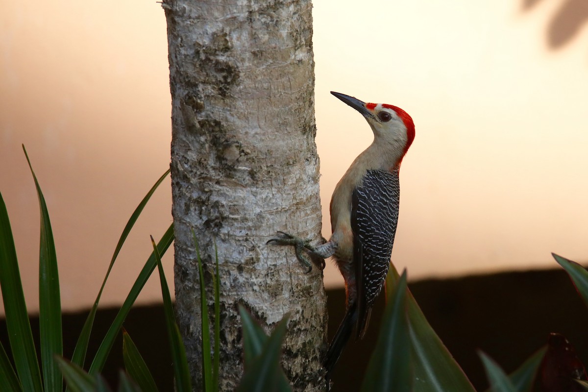 Golden-fronted Woodpecker (Velasquez's) - Joshua Ward