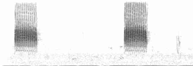 Сорокопуд сірий [група elegans] - ML145543721
