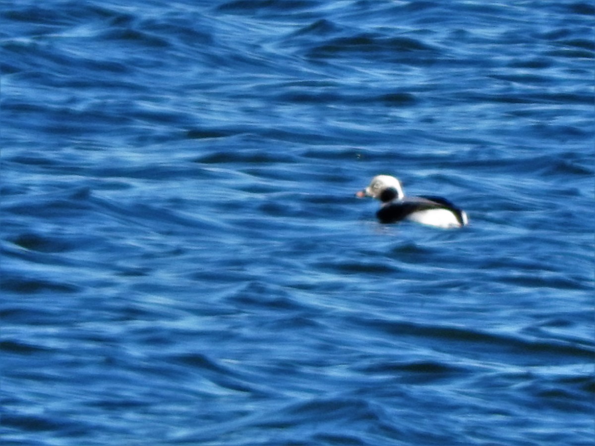 Long-tailed Duck - ML145544601