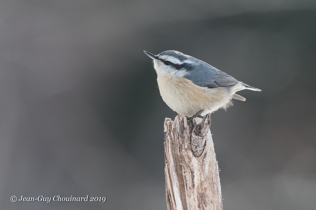 Red-breasted Nuthatch - ML145545951