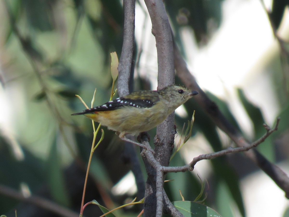 Spotted Pardalote - ML145546411