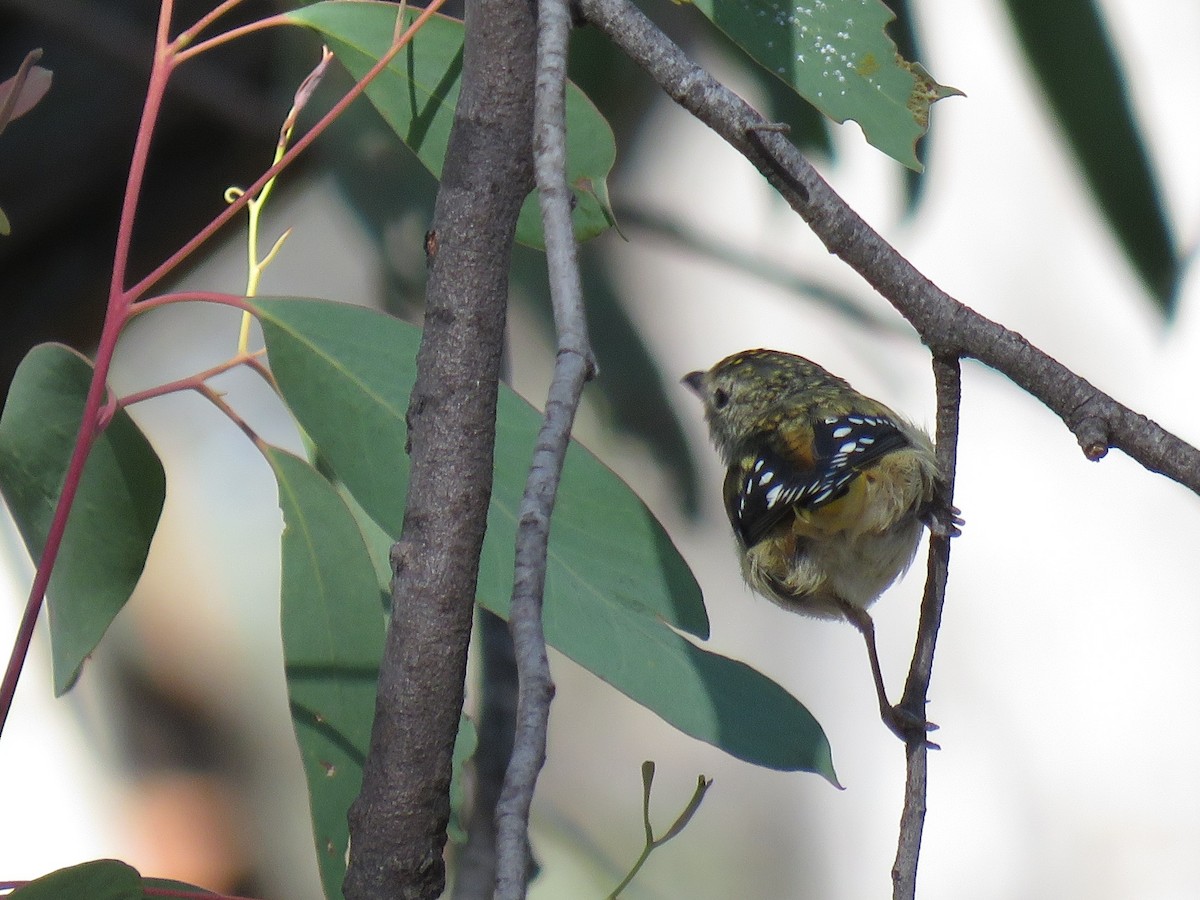Spotted Pardalote - ML145546741