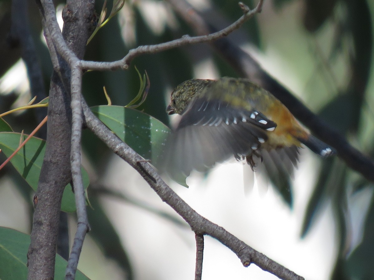 Spotted Pardalote - ML145546771