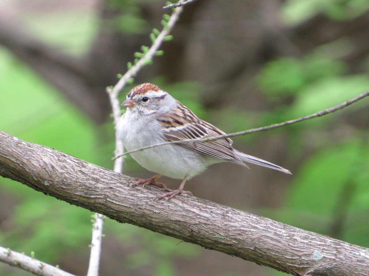 Chipping Sparrow - ML145548331