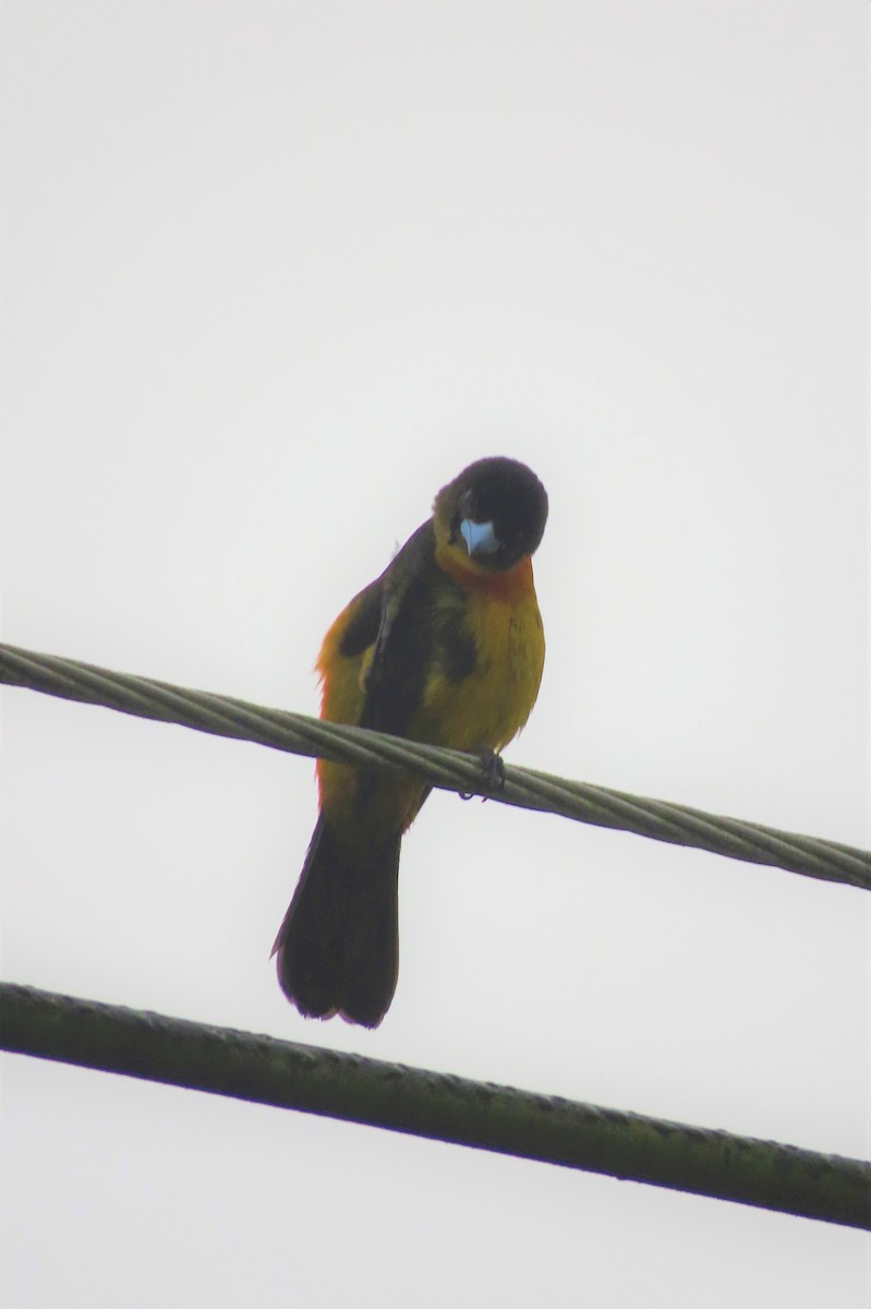 Flame-rumped Tanager - ML145549561