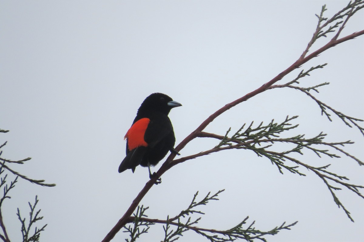 Flame-rumped Tanager - ML145549581