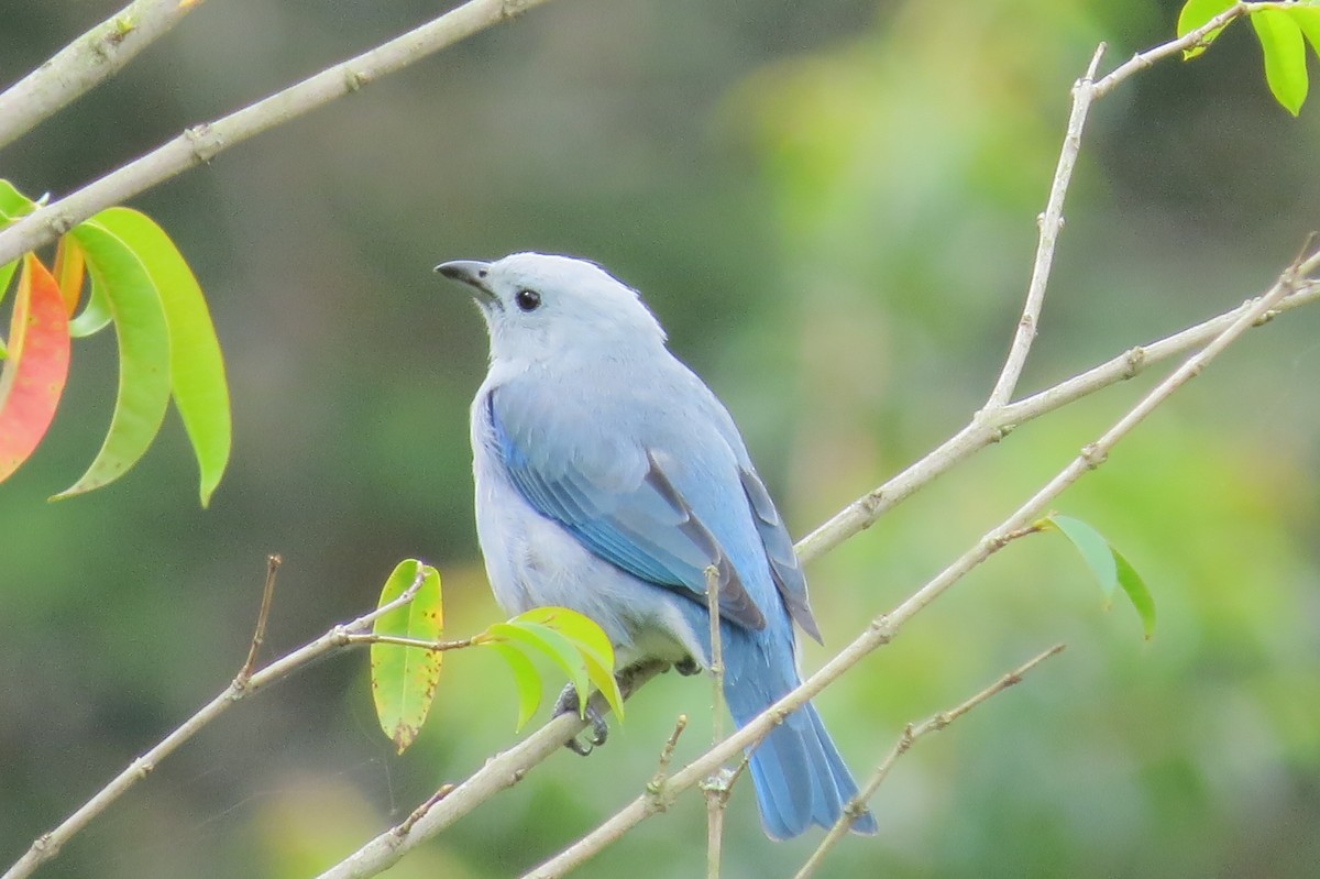 Blue-gray Tanager - ML145549781