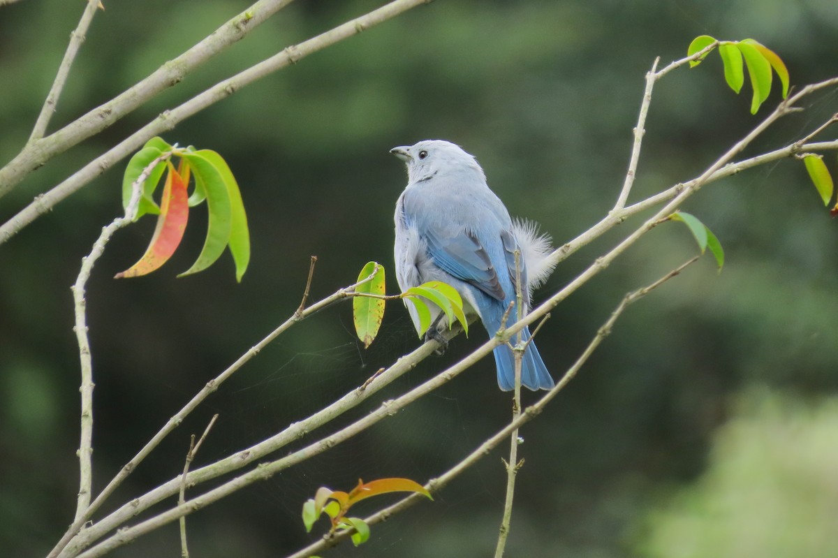 Blue-gray Tanager - ML145549791