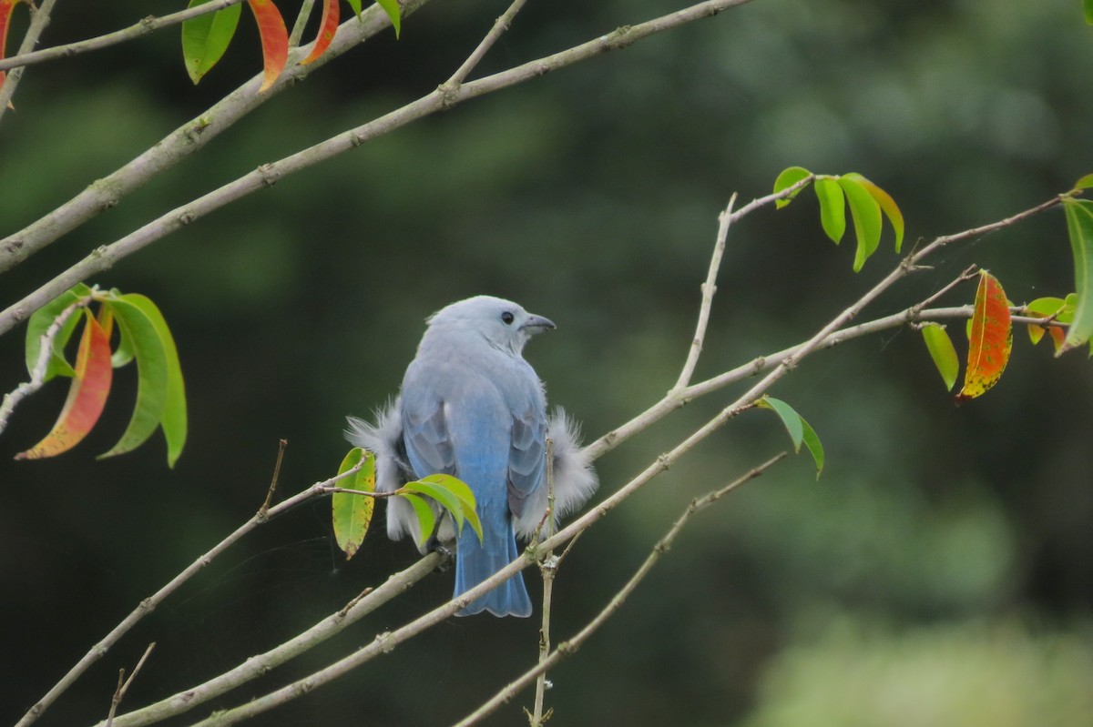 Blue-gray Tanager - ML145549801
