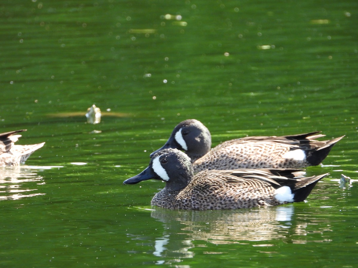 Blue-winged Teal - ML145550191