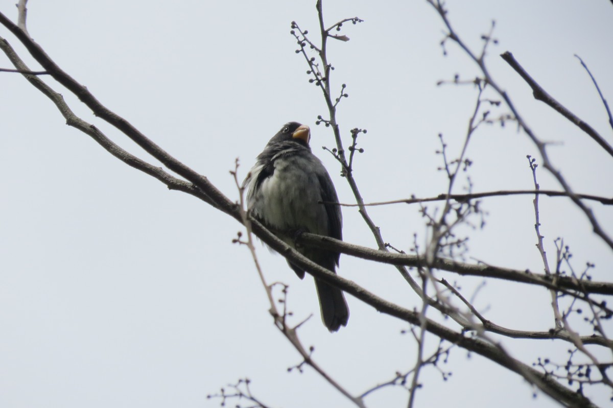 Gray Seedeater - ML145551711