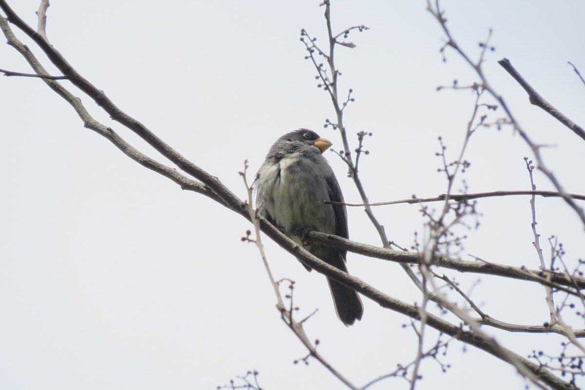 Gray Seedeater - ML145551721