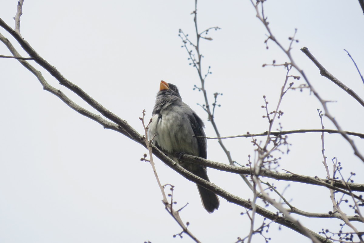 Gray Seedeater - ML145551731