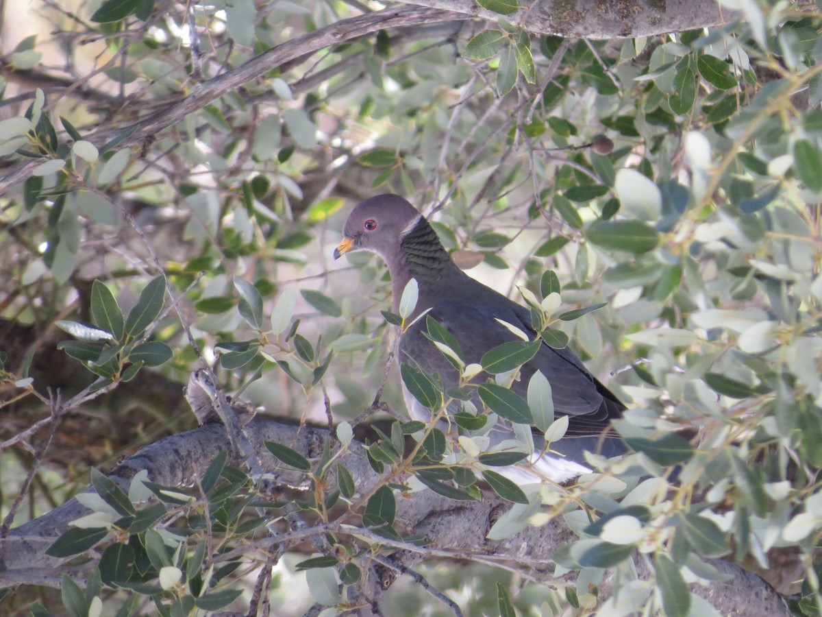 Band-tailed Pigeon - Ted Drozdowski