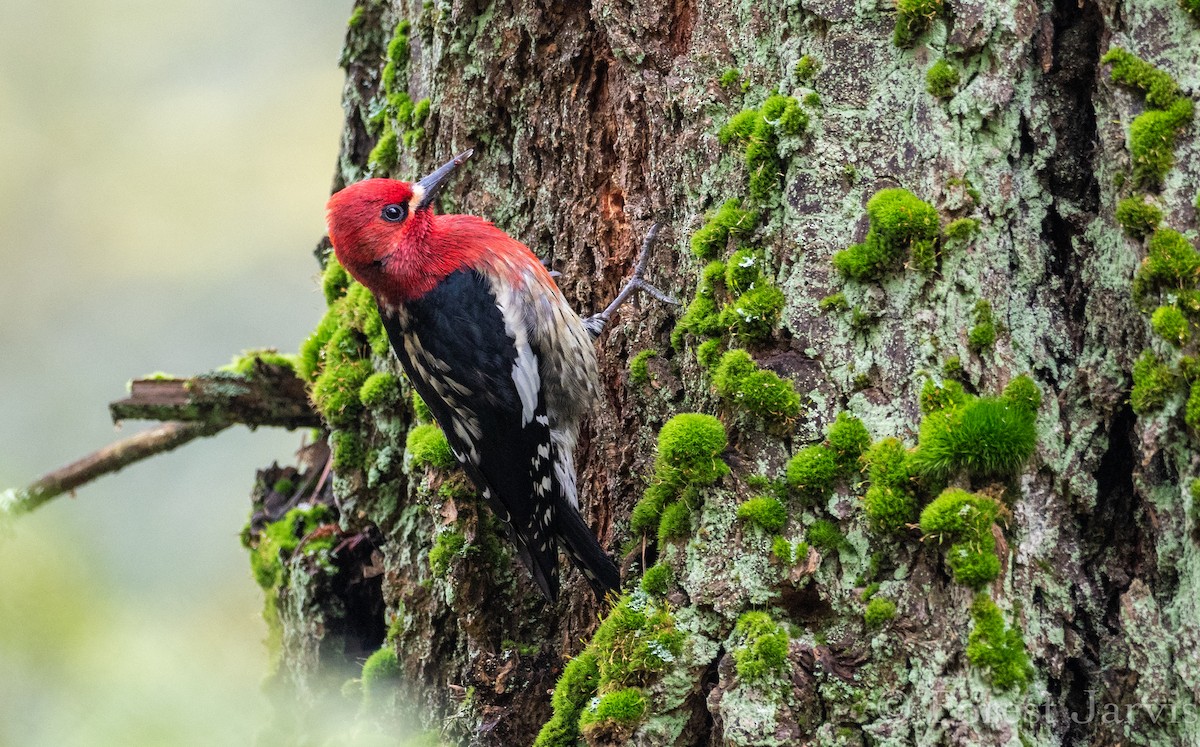 Red-breasted Sapsucker - ML145554871