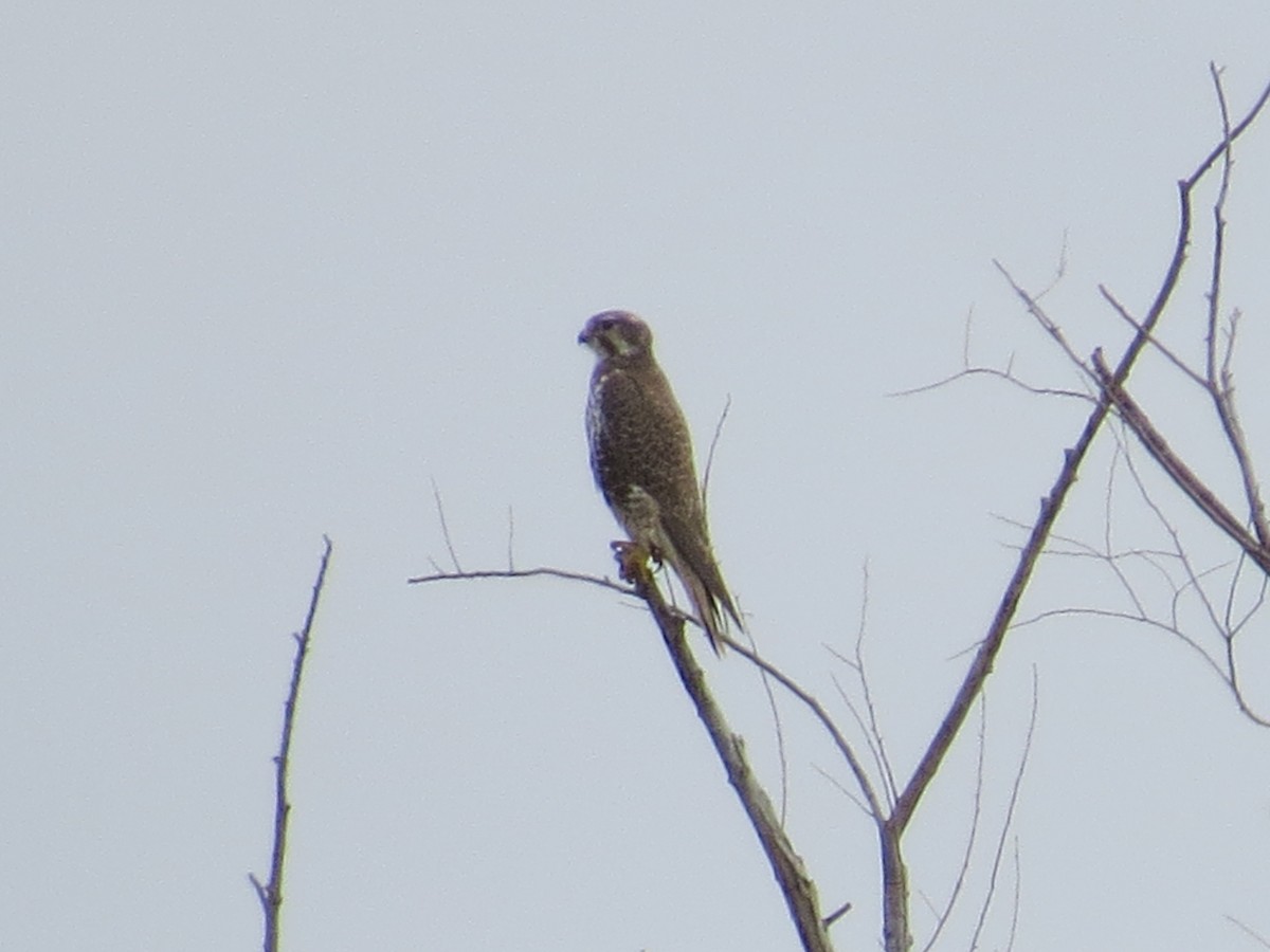 Prairie Falcon - Ted Drozdowski