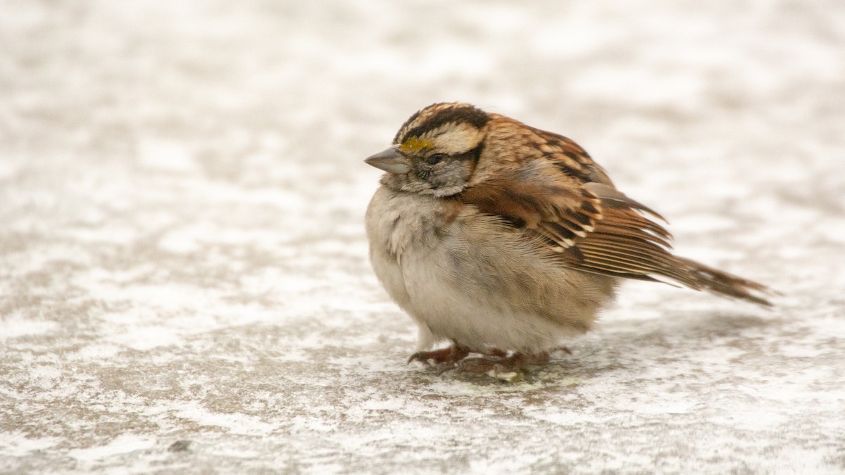 White-throated Sparrow - Jean-Sébastien Guénette