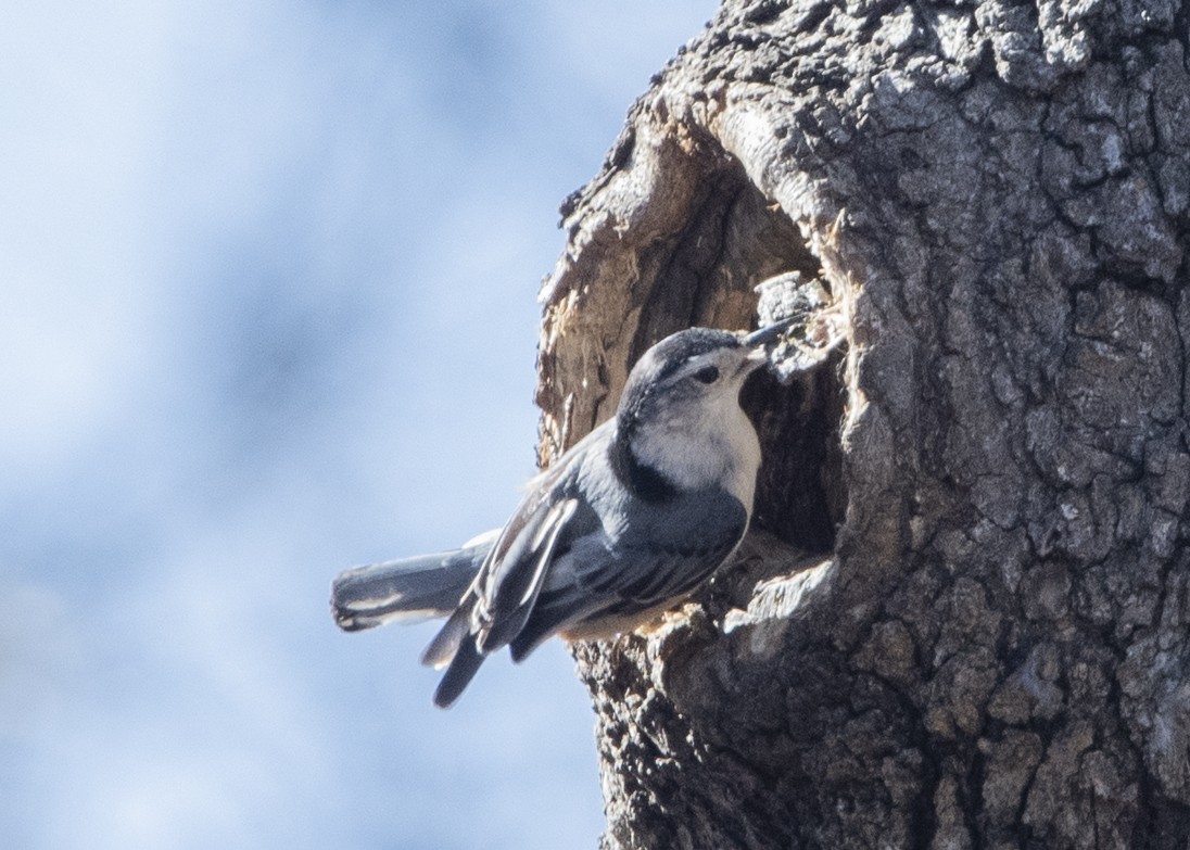 White-breasted Nuthatch - Michael Linz